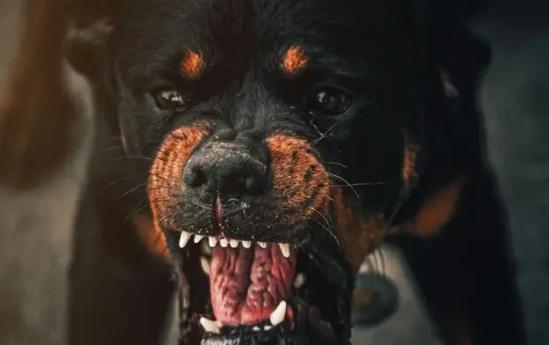 a dog with its mouth open